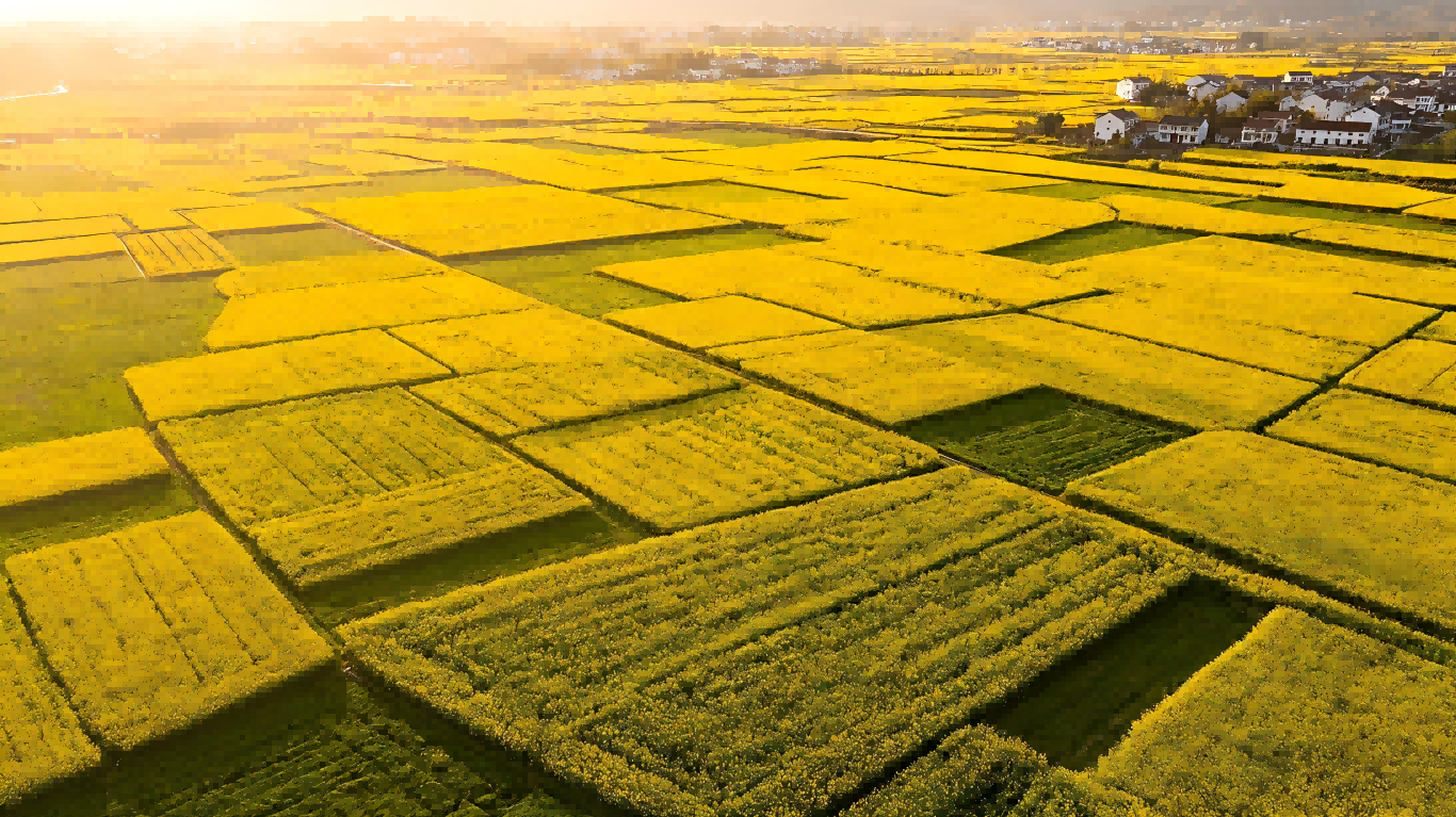 1775111926240575.png 生成油菜花田照片(1)(1).png